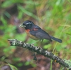 アリサンヒタキ（栗背林鴝：Collared Bush Robin）