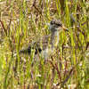 EF70-300mm F4-5.6 IS II USMで野鳥のケリのひなを撮影。