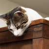 いつもありがとう（守護の法則）