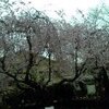 寺之内界隈の桜