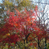 弘法山紅葉ハイキング