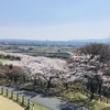 八戸の桜2022　南部山公園と白山台公園　開花宣言6日目