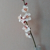 3月の花瓶／花あそび