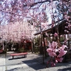 京都の桜