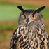 フクロウとミミズクの違いは何？