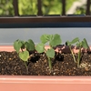 テラスの夏野菜たち、どうなったかな~。