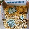 🌵多肉植物　発根しないホワイトグリーニー他🌵