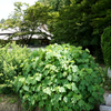 三木市善祥寺のハスと森林植物園の紫陽花