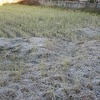 登校の様子　霜の降りたたんぼ道