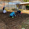 チューリップ植えました