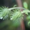 秋の野草