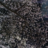 【桜便り】渋谷・桜丘の夜桜