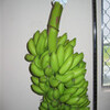 バナナ収穫