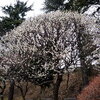 保土ヶ谷公園　２０１２年３月８日