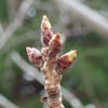 また八重桜定点観測