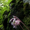 鳴神山　夏の花