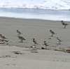 砂浜のキョウジョシギ