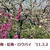 黄色に始まる春の使者