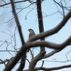 ホオグロスズメモドキ Stripe-headed Sparrow