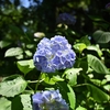 🐝小石川植物園で昆虫撮影😊