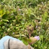 野草収穫の時期到来