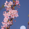 今日の一枚「夜桜」(2016.04.08)