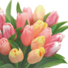 3月26日　火
