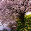 肘曲り池の桜（群馬県板倉町）