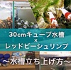 30㎝キューブ水槽で失敗しないビーシュリンプ水槽の立ち上げ・作り方