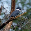 嵐の後の Belted Kingfisher （ベルテッド　キングフィッシャー） 