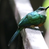 アカオキリハシ(Rufous-tailed Jacamar)