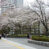 「JR川崎駅西口」付近の「桜並木」を見物！！