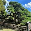 東京都中央区　浜離宮恩賜庭園　超高層ビルに囲まれた都会のオアシスに咲く秋桜