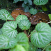 アズマヒキガエル Bufo japonicus formosus