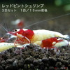 レッドピントシュリンプ　3匹セット　1匹／約1．5cm