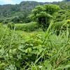河川清掃？勘弁だぁ！