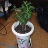 ママチャリ10時間/自分の部屋にいる植物たち。