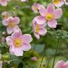10月12日誕生日の花と花言葉歌句