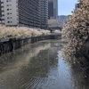 目黒川沿いの桜