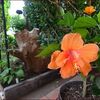 梅雨の中で次々咲く夏の花★アイスと収穫★室外機の風除け成功