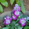 １１月中旬の庭の花　ストック　姫リンゴ　薔薇　カタバミ　サルビア