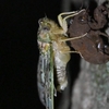 📷Z6IIIで夜間の昆虫撮影しました😊