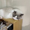 初代猫うるちゃんの法要。ふくちゃんは夕方に追いかけっこ。