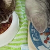 正しくないお茶碗の持ち方「犬食い」と「猫がけ」