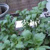 ベランダのリボベジじゃがいも終了🥔