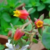 いくつかの山野草のいま ＆ 七福神の花がほころんだ話