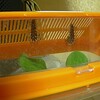 ぶら下がった（ルリタテハ蛹化）