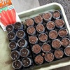 ニンジンの移植に使える？クリアファイルでポットをつくってみた。