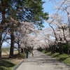 松前藩戸切地陣屋跡の桜を見てきました
