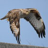 隣の県に鳥を見に行った日記（２０２１　０２２７）その１。